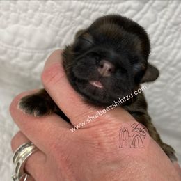 Shih Tzu Puppies from Shurbeez Shih Tzu