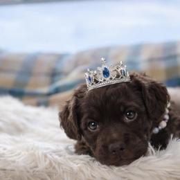 Petty - Chocolate male Goldendoodle puppy in Rising Sun, Indiana from Ruby Lane Doodles