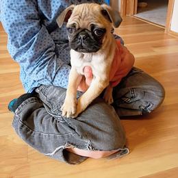 Clark - Fawn male Pug puppy in Fall Creek, Wisconsin from Heartville Pugs