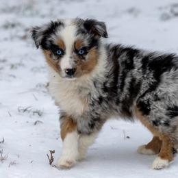 Granite - Blue merle male Australian Shepherd puppy in Granbury, Texas from Texas Miniature Aussies