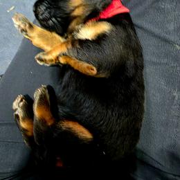 Red Girl - Black and red female German Shepherd puppy in Lewistown, Missouri from Ewig Krieger Kennels