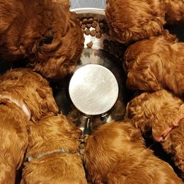 Goldendoodles from Doodles are Sunshine