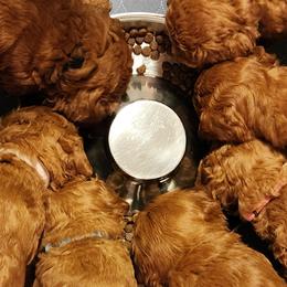 Goldendoodles from Doodles are Sunshine