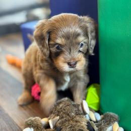 Silver Girl-Phantom Brown Merle - Merle female Goldendoodle puppy in Lowville, New York from DM Hilltop FURfamily
