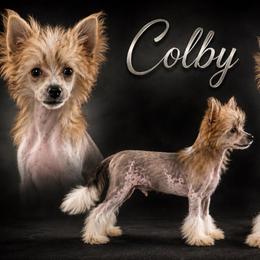 Colby - Black white and tan male Chinese Crested puppy in New Haven, West Virginia from EverCrest