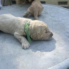 Cash - Cream male Goldendoodle puppy in Cameron Park, California from Silkie Doodles
