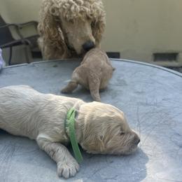 Cash - Cream male Goldendoodle puppy in Cameron Park, California from Silkie Doodles