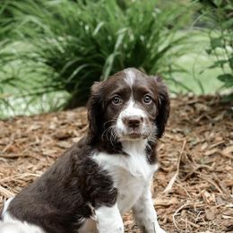 English Springer Spaniel Puppies from Hidden Valley Springers
