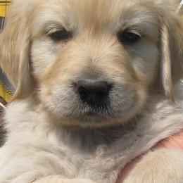 Golden Retrievers from Perfect Peace Goldens
