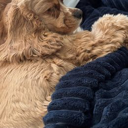 Cocker Spaniel All Grown Up from Laureen's Cocker Spaniels