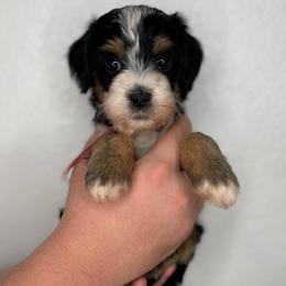Girl 5 - Tri-color female Bernedoodle puppy in Surprise, Arizona from Huckleberry Doodles