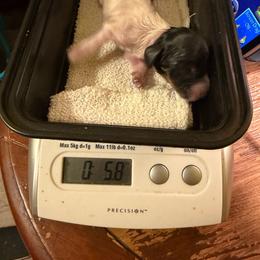 Dots - Piebald female Dachshund puppy in Irving, Texas from DFW Dachshunds by G & S