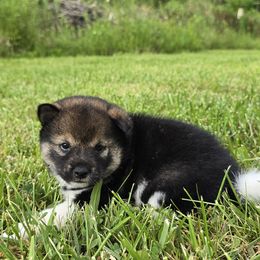 Shiba Inu Puppies from Muddy Rock Farm