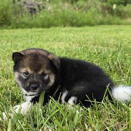 Shiba Inu Puppies from Muddy Rock Farm