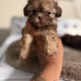 Susi - Chocolate female Shih Tzu puppy in Apple Valley, California from Garcia_shihtzu