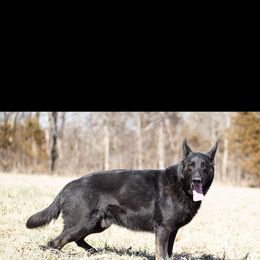 Axle - German Shepherd