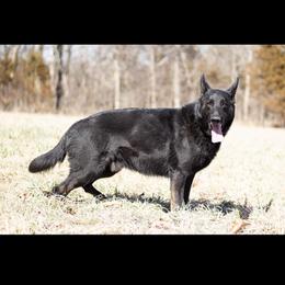 Axle - German Shepherd