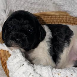 Willow - Black and chalk female Australian Labradoodle puppy in Beecher, Illinois from Erica’s Doodles