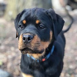 Rottweiler Puppies from Bronx Von Bridges Rottweilers