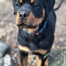 Rottweiler Puppies from Bronx Von Bridges Rottweilers