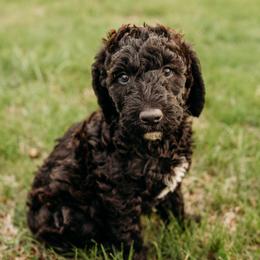 Charles Mingus - Chocolate male Labradoodle puppy in Orange, Virginia from Hillcrest Labradoodles