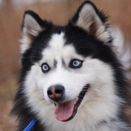 Kiska  - Pomsky
