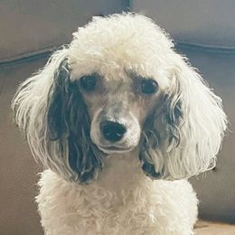 Pyper - Poodle