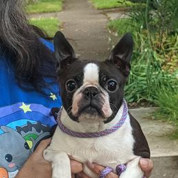 Evie - Boston Terrier