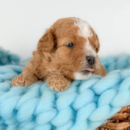 Blaze - Red and white male Cockapoo puppy in Pledger, Texas from Sugarbear Cockapoos