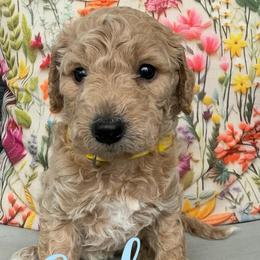 Cutie - Cream female Goldendoodle puppy in Chattanooga, Tennessee from Scenic City Doodles