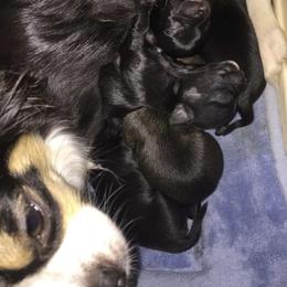 Chihuahua Puppies from HaloHavenChihuahuas