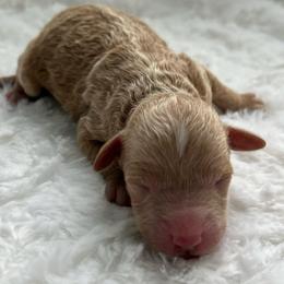 Girl 3 - Apricot female Poodle puppy in Somerset, Ohio from Odyssey Pups