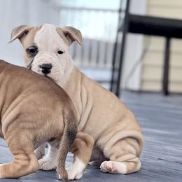 American Staffordshire Terrier Puppies from Explicit Amstaffs Of New England