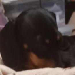 Delilah - Dachshund