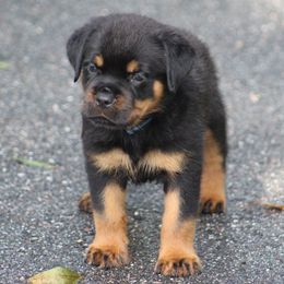Blue male - Black and mahogany male Rottweiler puppy in Kissimmee, Florida from Macht Haus Rottweilers