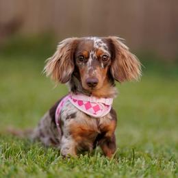 Piper - Dachshund