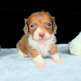 Maddox - Dapple male Dachshund puppy in Quitman, Mississippi from S-and-A Kennels