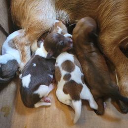 Dachshund Puppies from Christi Critters