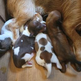 Dachshund Puppies from Christi Critters