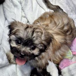 Teddy Graham - Brown male Mal-Shi puppy in Apollo Beach, Florida from Gemstone Exclusive Pups of Florida