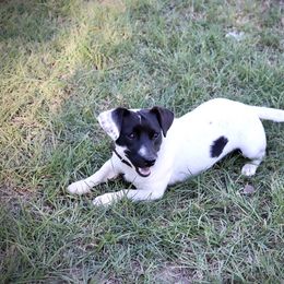 Phil - Jack Russell Terrier