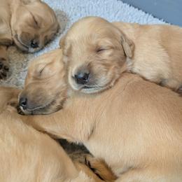 Aussiedoodle, Australian Shepherd, and Golden Retriever Puppies from Hope & Joy Acres