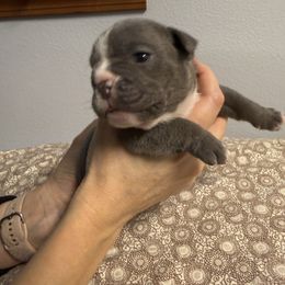 Cappuccino - Blue tri-color female Bulldog puppy in Medical Lake, Washington from Back Forty Boxers and Old English Bulldogs