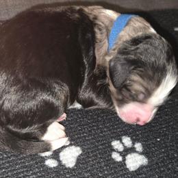 Linus - Blue merle male Aussiedoodle puppy in Cumberland, Rhode Island from W Doodle Crew