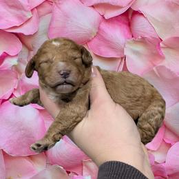 Girl 3 - Red female Cavapoo puppy in Coshocton, Ohio from Forever Family Puppies