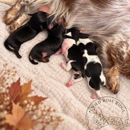 Acorn - Piebald male Dachshund puppy in Riverton, Wyoming from Wild Rose Ridge Doxies