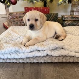 Girl 2 - Yellow female Labrador Retriever puppy in Beavercreek, Oregon from Grace's Labrador Retrievers