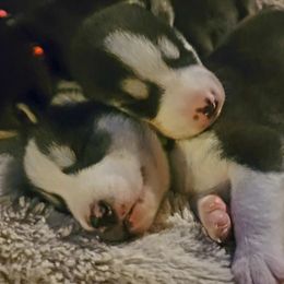 Siberian Huskies from Michelle Gonzales
