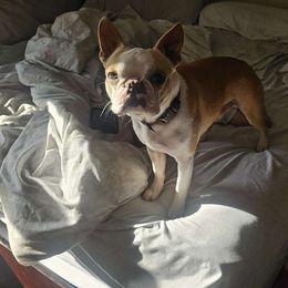 Cassanova - Boston Terrier