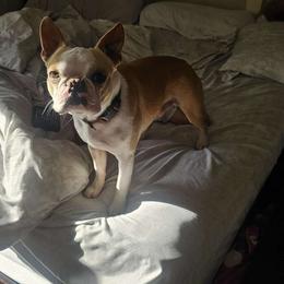 Cassanova - Boston Terrier